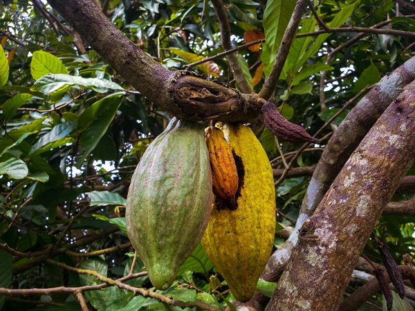 Comment planifier une visite des plantations de cacao en Côte d'Ivoire?
