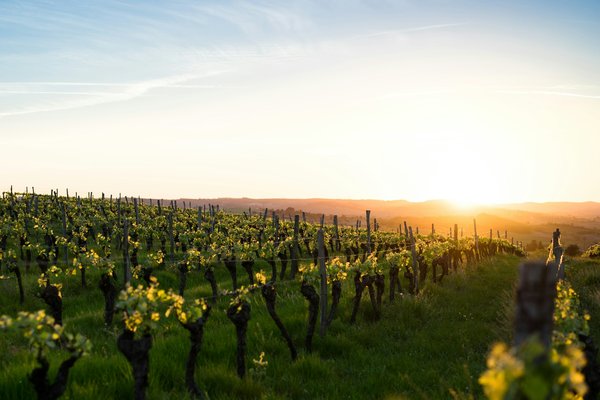 Comment organiser une visite des vignobles de la vallée de Napa en Californie?