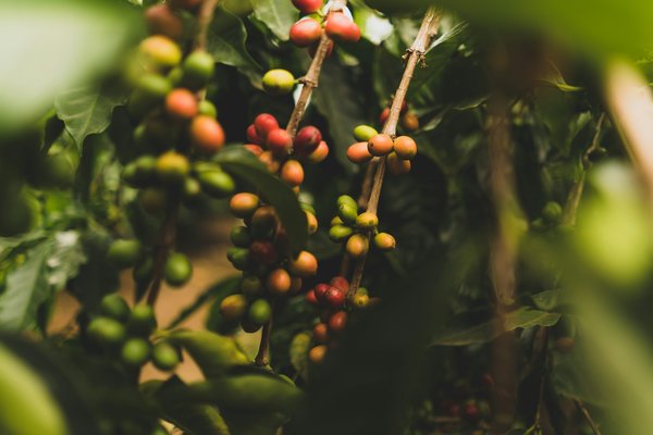 Comment organiser une visite des plantations de café en Colombie : régions et visites recommandées ?
